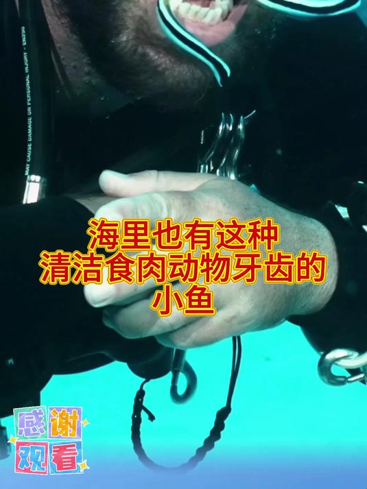 海里也有这种清洁食肉动物牙齿的小鱼