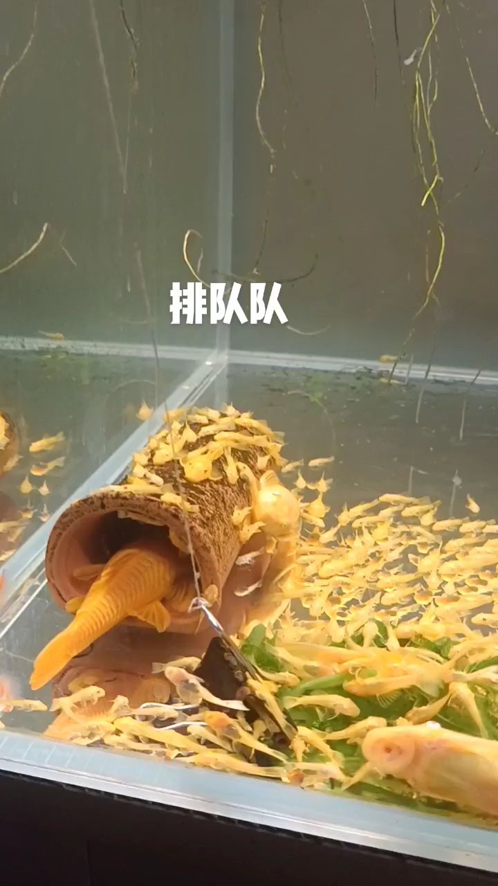 黄金大胡子鱼繁殖