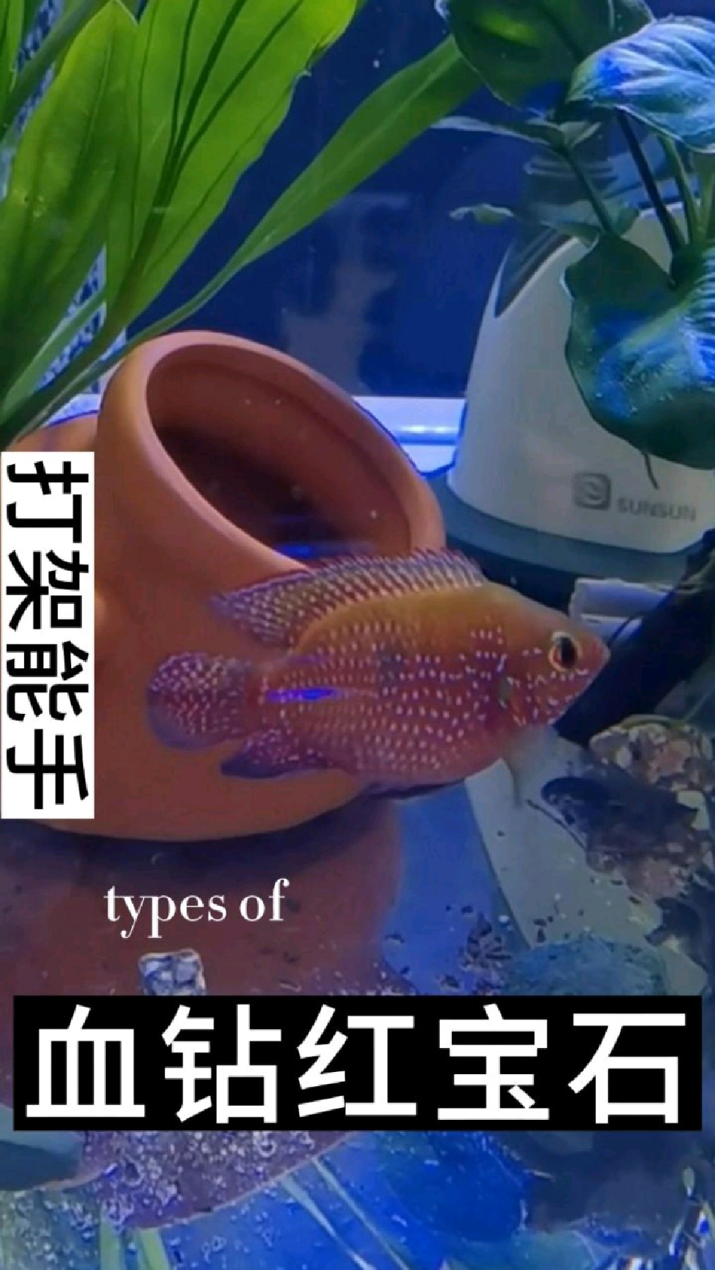 血钻红宝石,战斗力非常彪悍,很喜欢和其他的小鱼打架