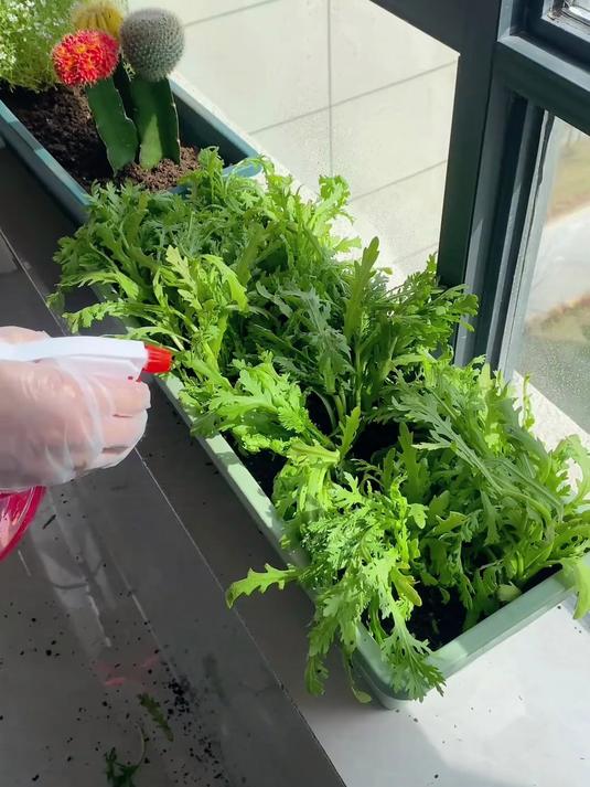 阳台种菜花盆霍伦盆塑料长条种植槽长方形多肉种菜盆