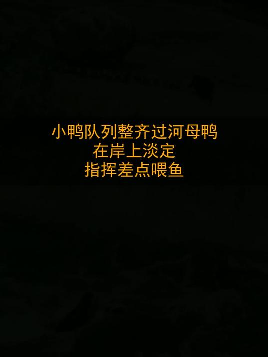 小鸭队列整齐过河，母鸭在岸上淡定指挥？差点喂鱼