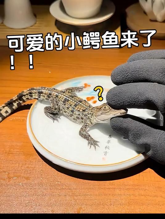 我终于要养鳄鱼了！