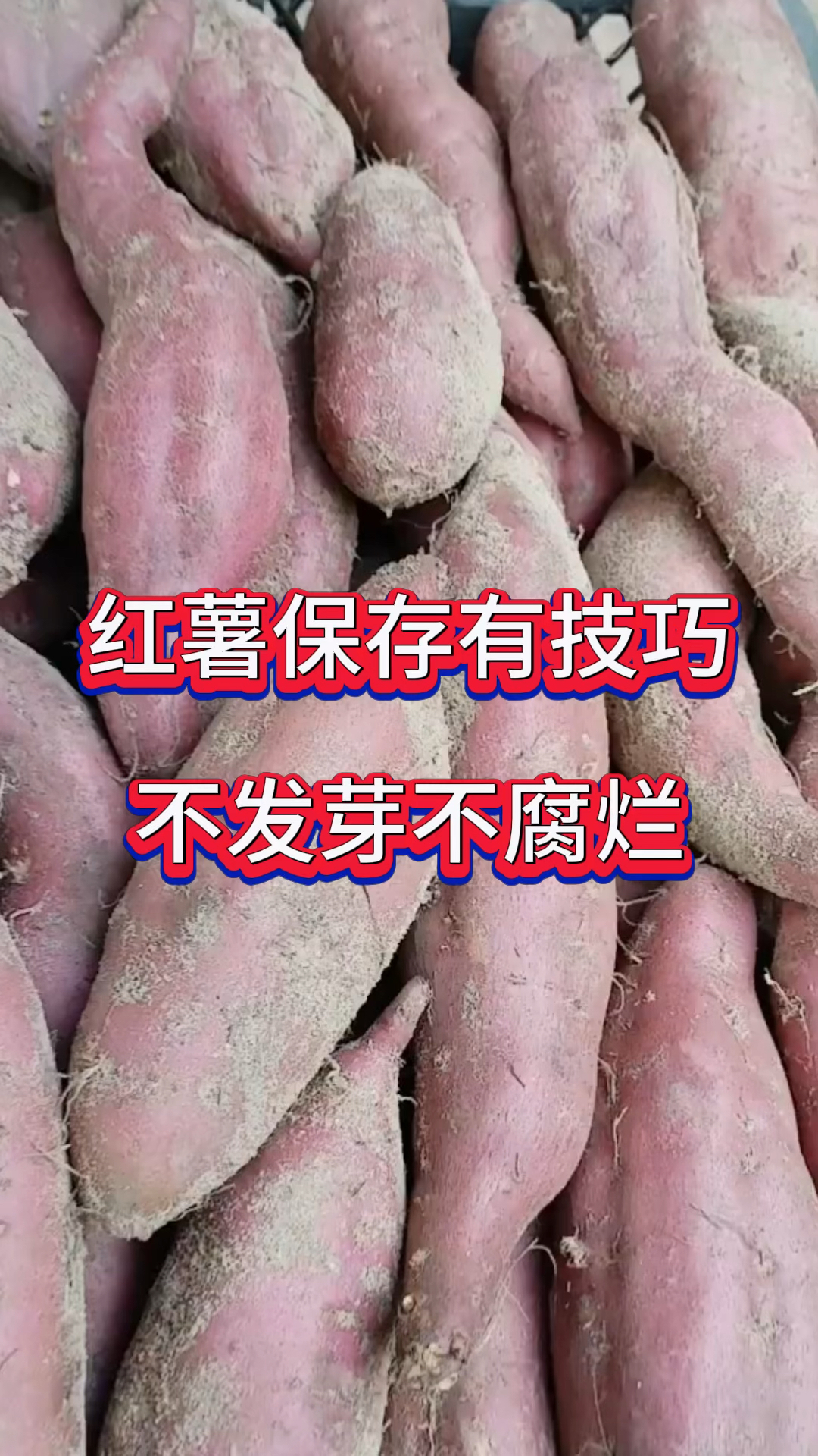 红薯保存技巧