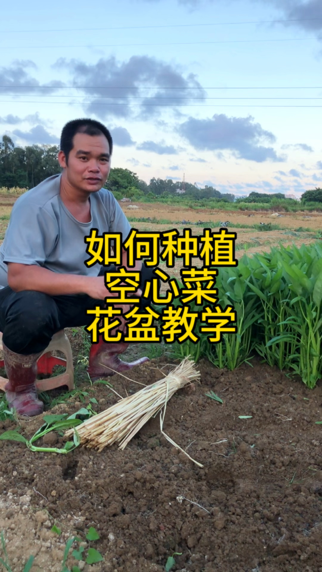 如何种植空心菜种植教学全过程