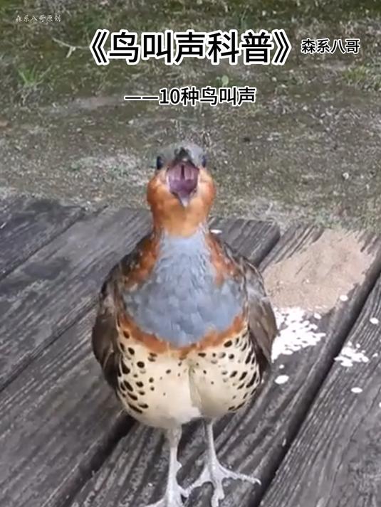 10种童年熟悉的鸟叫声,只闻其声不见其影,你喜欢哪种?