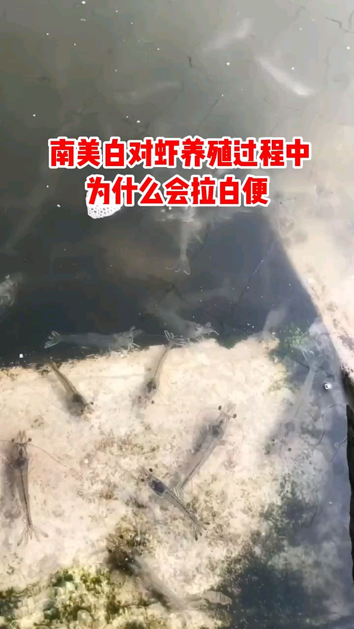 对虾养殖中,为什么会拉白便