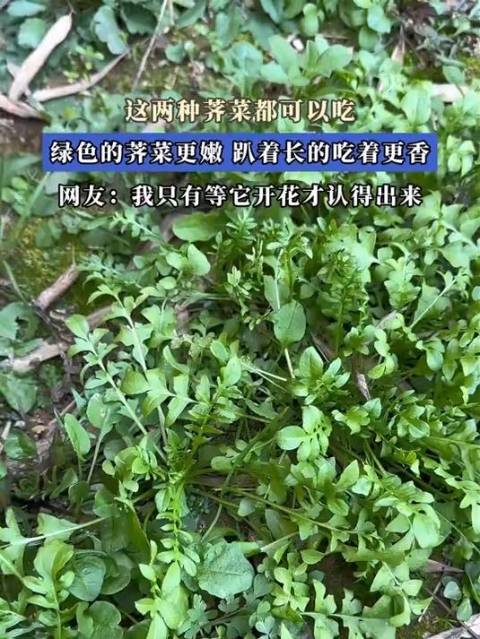 这两种荠菜都可以吃，绿色的荠菜更嫩，趴着长的吃着更香