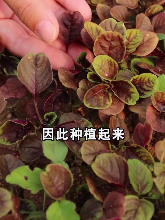 苋菜种起来非常省心,一周左右就发芽,给大家看一下我种的红苋菜