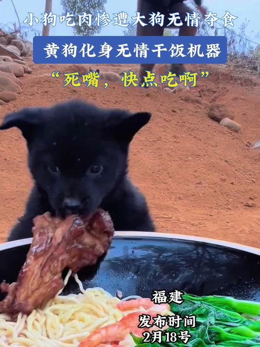 小狗吃肉惨遭大狗无情夺食,黄狗化身无情干饭机器