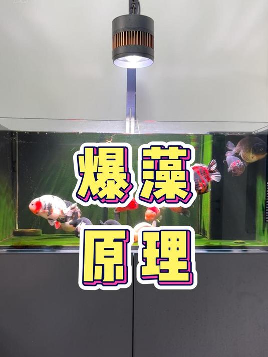 大家最关心的鱼缸爆藻核心原理!涵盖出绿藻及褐藻原因的底层逻辑