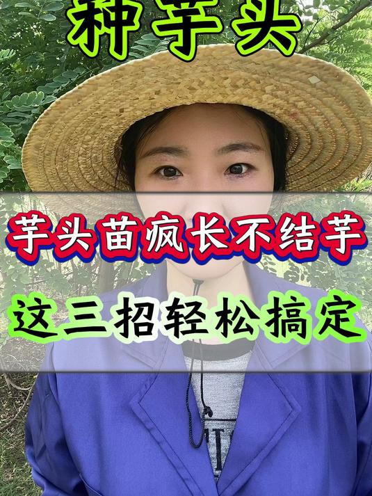 芋头苗疯长不结芋 这三招轻松搞定