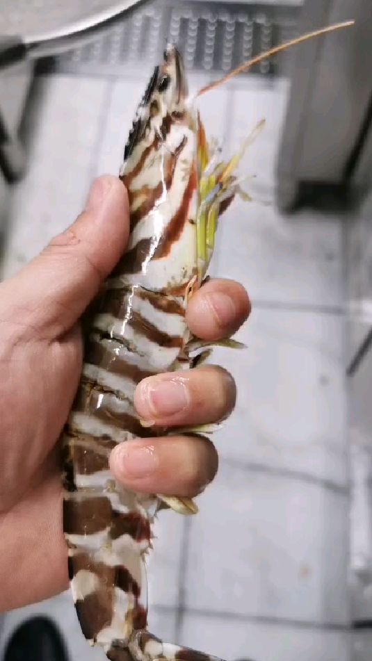 超大大班节虾!
