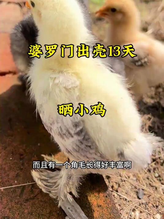 天气好晒晒我的婆罗门小鸡崽，但怎样分辨公母呢，求指教呀大佬们
