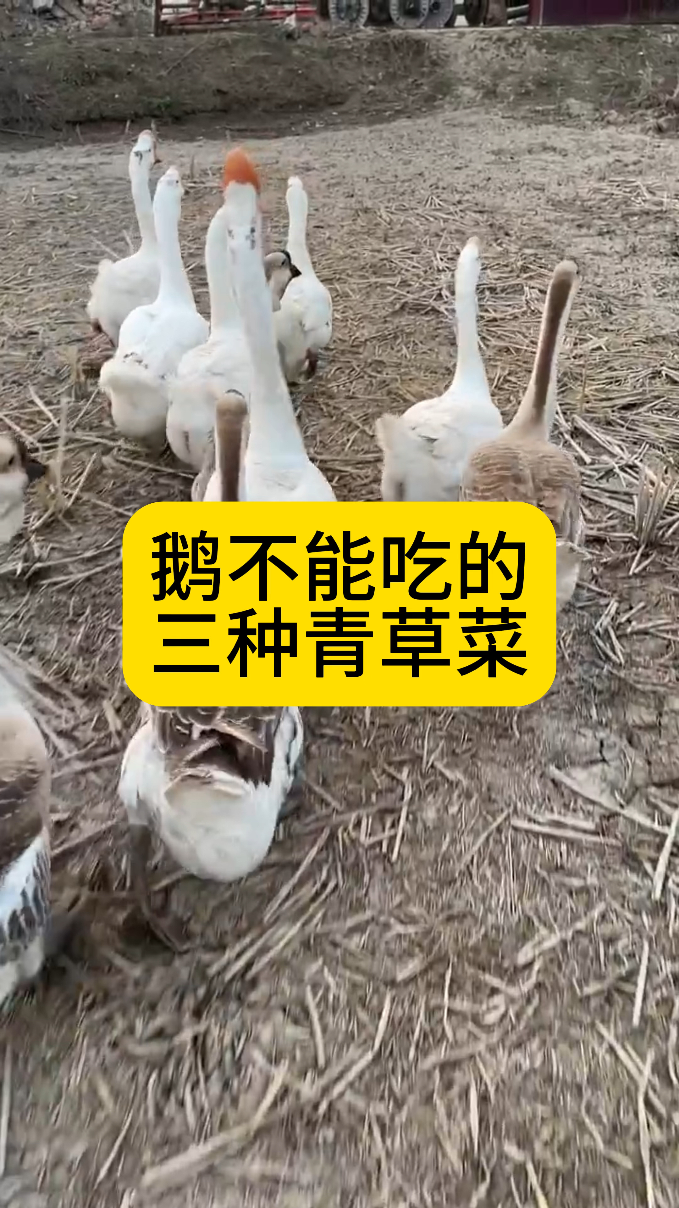 鹅不能吃的三种青草青菜