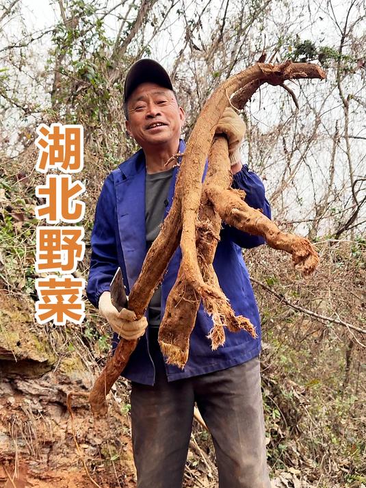 湖北山上可以挖到哪些野菜?快来看看湖北野菜合集