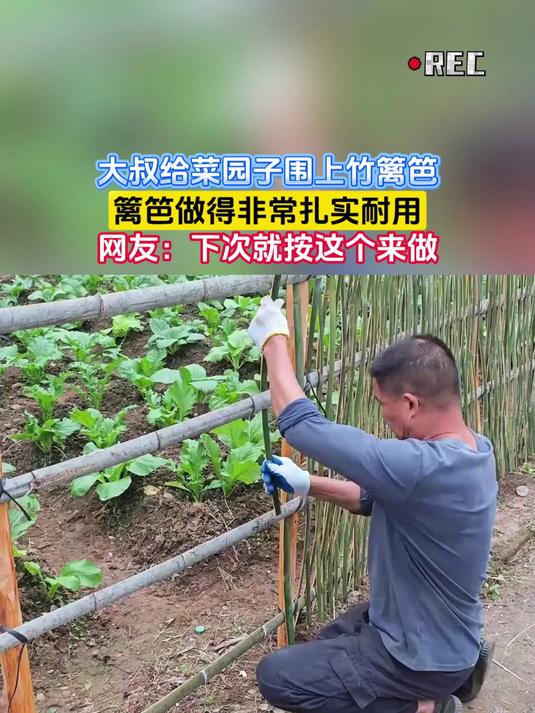 大叔给菜园子围上竹篱笆,篱笆做得非常扎实耐用