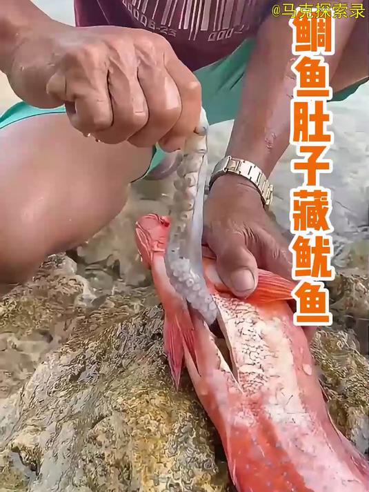 贪吃红鲷鱼的下场:吞下鲶鱼难消化,最终沦为渔网之鱼