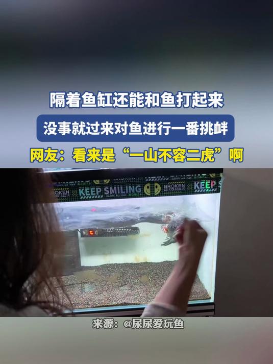 隔着鱼缸还能和鱼打起来,没事就过来对鱼进行一番挑衅