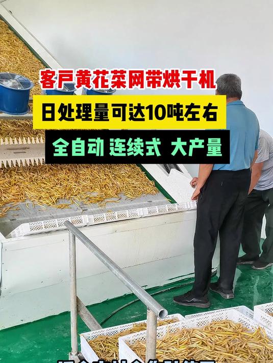 黄花菜烘干机 网带烘干设备 蔬菜干燥机