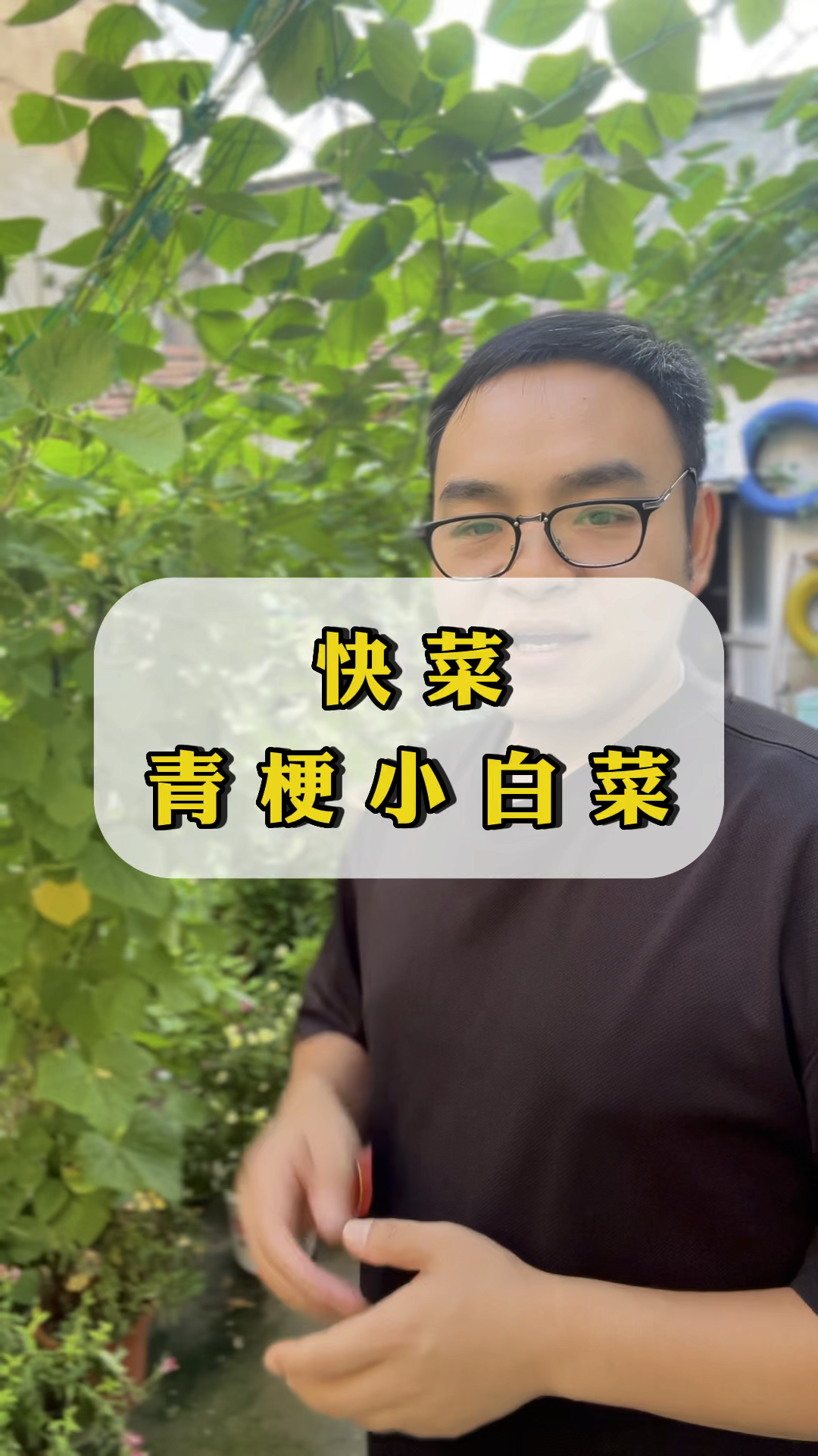 夏季快菜生长快耐热好种植营养丰富青梗小白菜