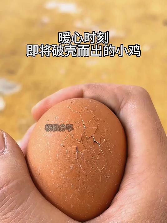 记录小鸡破壳全过程