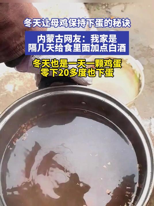 冬天让母鸡保持下蛋的秘诀