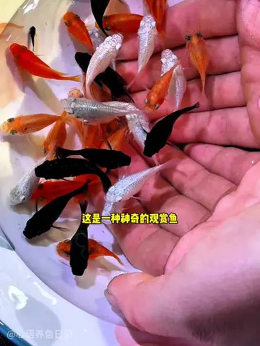 新手养鱼不用愁!玛丽球鱼好玩好养,无需打氧过滤