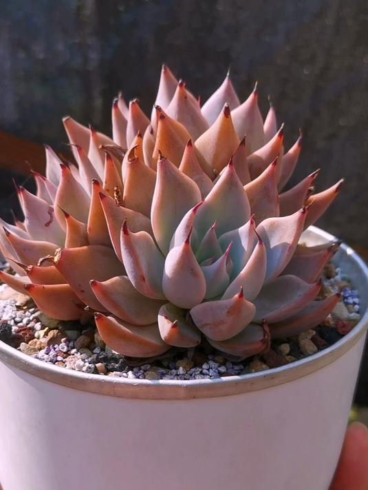 养多肉时间长了,你会发现有些品种特别耐看,比如说蒙恰卡!