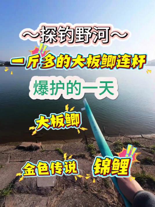 一斤多的大板鲫连杆是什么体验！还上金色传说，好看的锦鲤一条