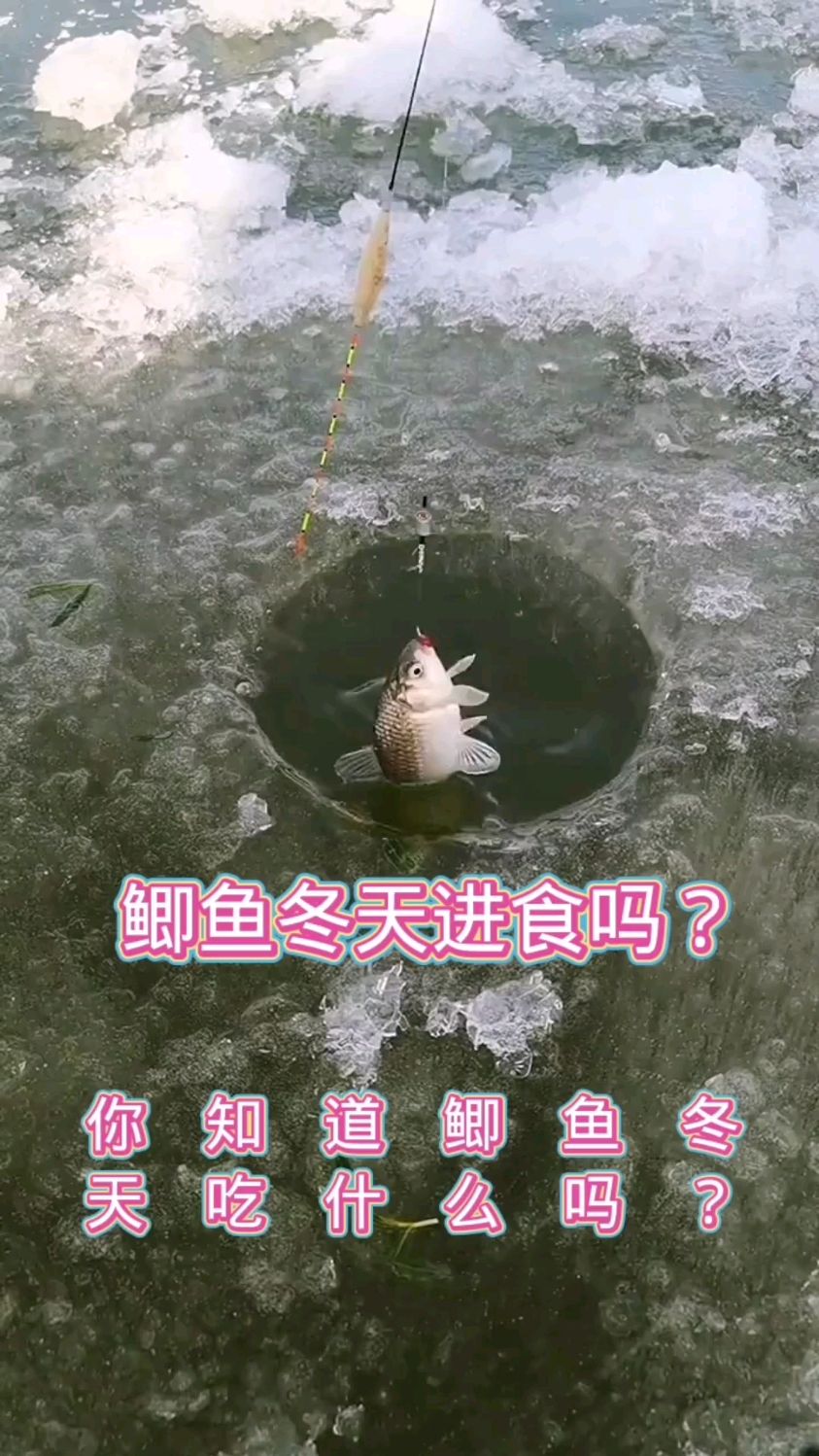 鲫鱼冬天到底吃什么