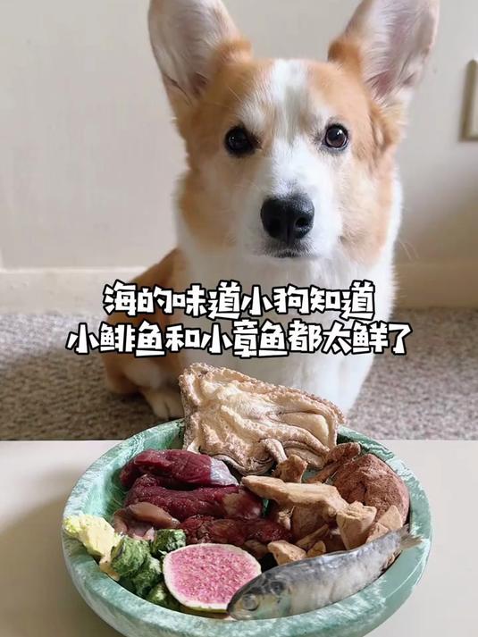 海的味道小狗知道，小鲱鱼和小章鱼都太鲜啦！