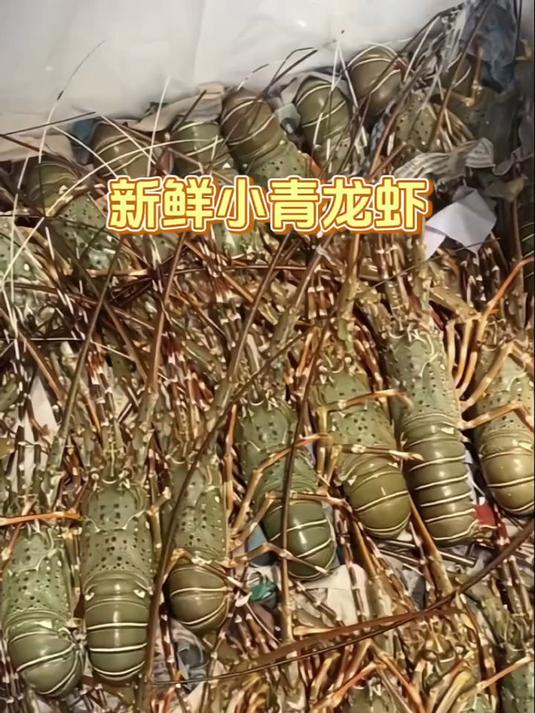 鲜冻小青龙虾,肉质 Q 弹,解冻即烹超方便!