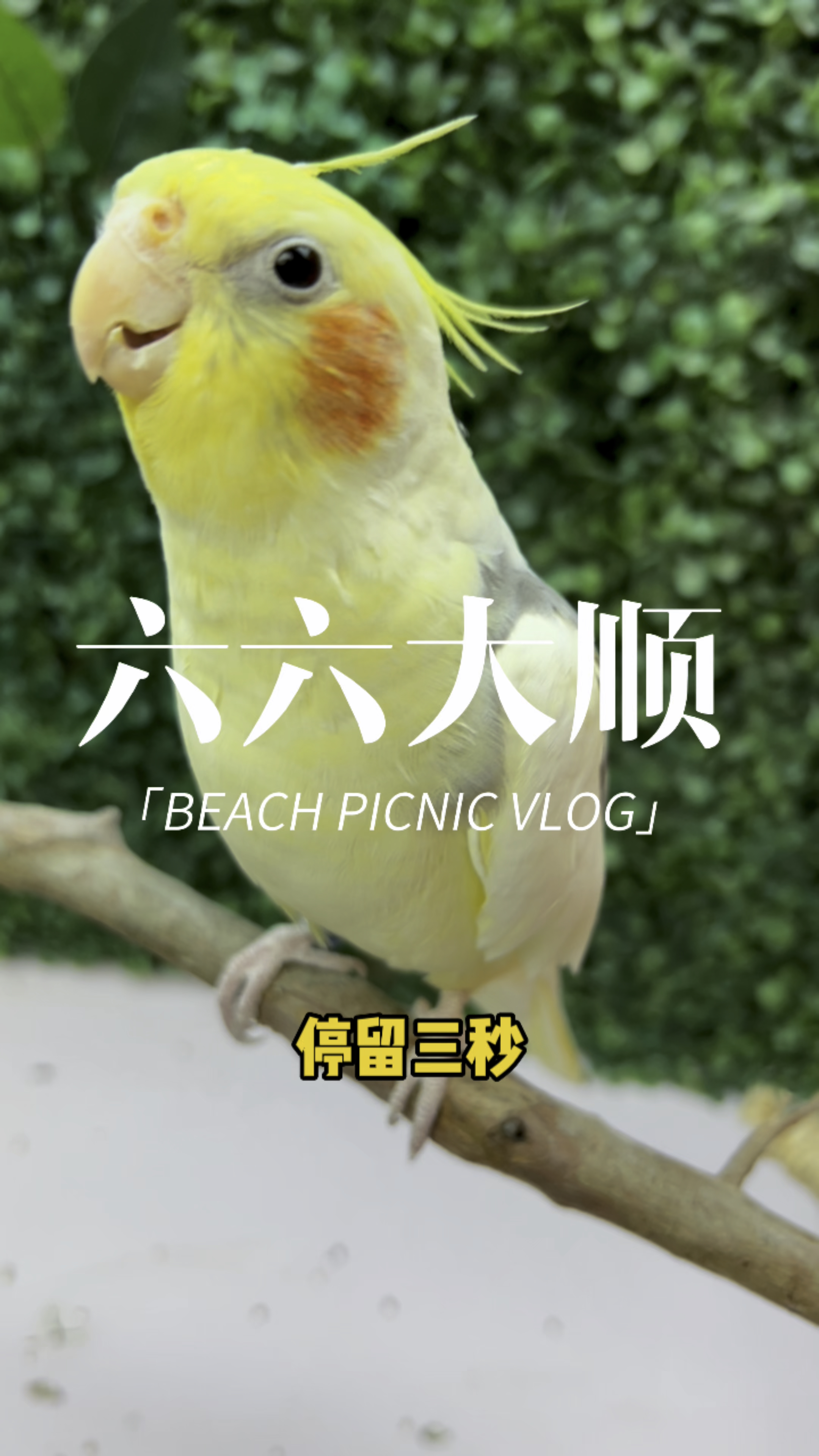 停留三秒，让小黄鸡赶走你背后的小人