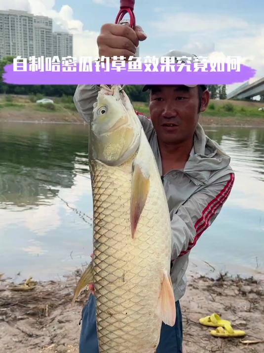 网上很火的钓草鱼的自制哈密瓜水果饵料