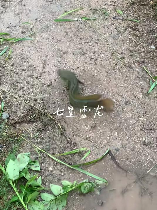 广东雷龙村探钓七星雷龙又泛滥了