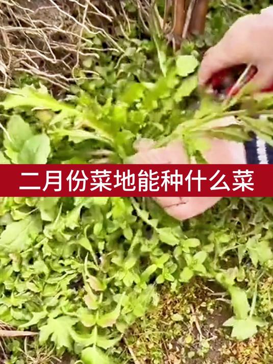 二月份菜地能种什么菜