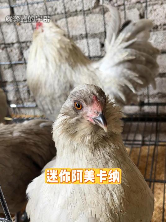 下金蛋的鸡你们一定没有见过