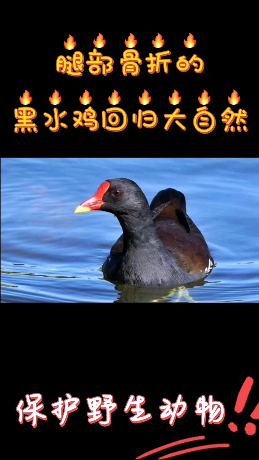 腿部骨折的黑水鸡回归大自然