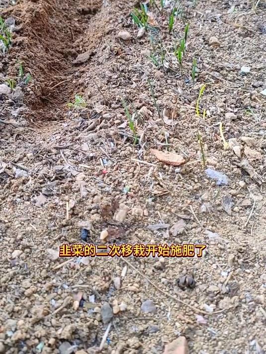 韭菜的二次移栽了,开始施肥啦,过两天再浇水
