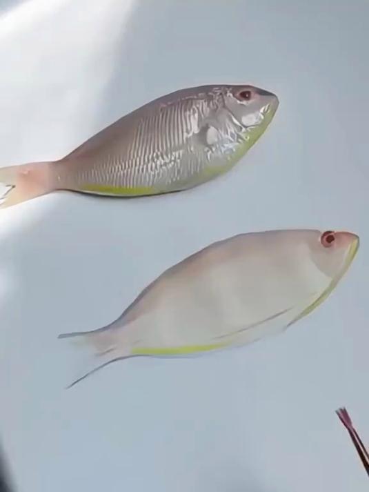 如何简单地画一条超写实的鱼