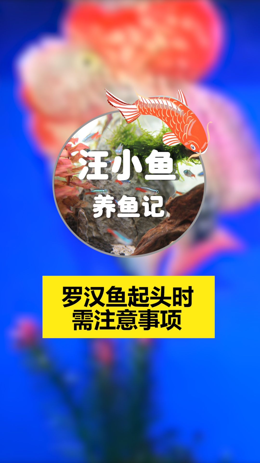 汪小鱼养鱼记——罗汉鱼起头的秘密