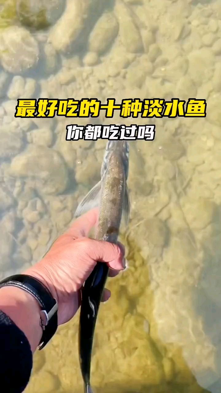 最好吃的十种淡水鱼,你都吃过吗?