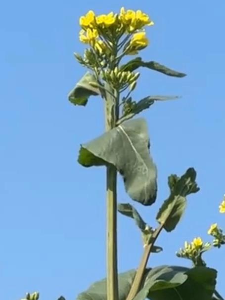 原来油菜花有这么多种颜色!旅游推荐