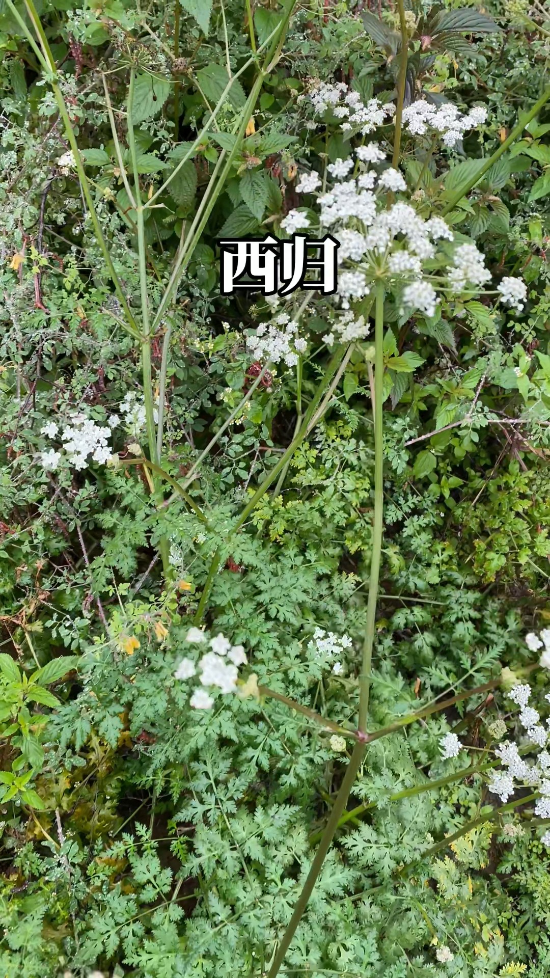 西归也叫甜当归,菜当归,炖肉吃特别香!