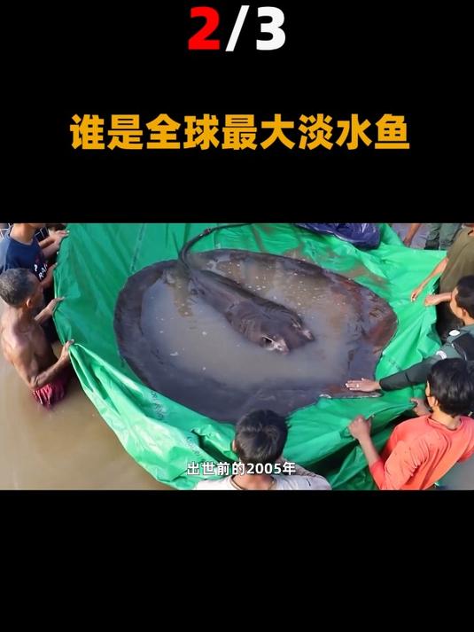柬埔寨:发现全球最大淡水鱼重达300公斤!网友:中华鲟表示不服