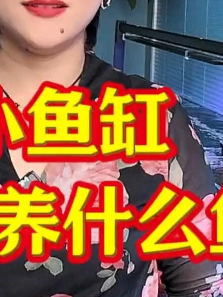 小鱼缸适合养什么鱼
