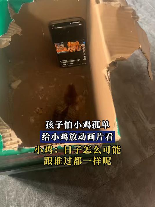 孩子怕小鸡孤单,给小鸡放动画片看