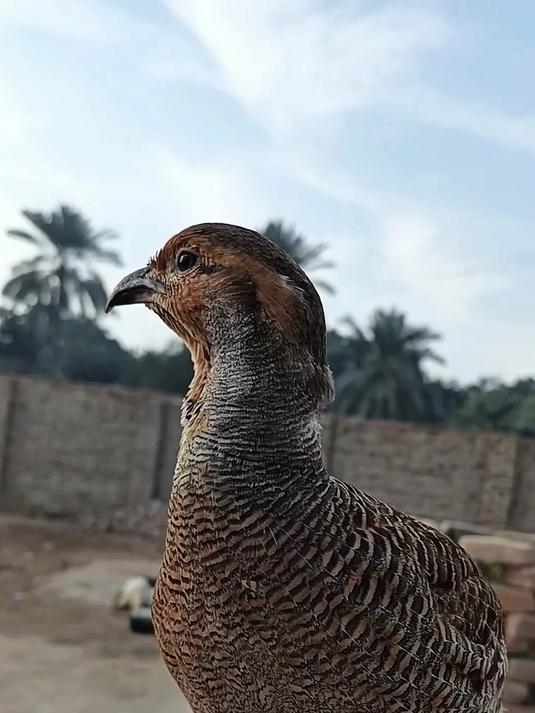 叫声这么好听让人怀疑山鸡是只鸣禽