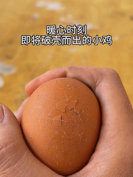 记录小鸡破壳全过程
