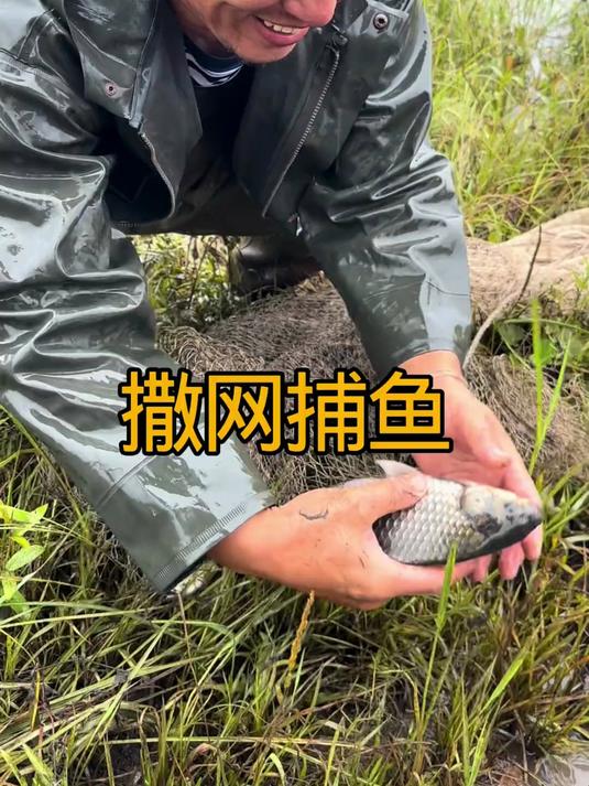 撒网捕到大鱼鲤鱼鲫鱼狗鱼各种杂鱼